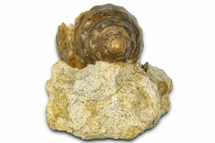 Jurassic Sea Snail (Pleurotomaria) Fossil - Évrecy, France #367895